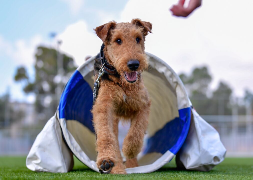 #36. Airedale (tie)